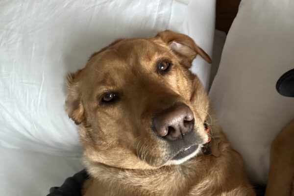 Labrador looking directly at the camera, lying with his head on a pillow. His face is being pulled backwards by gravity.