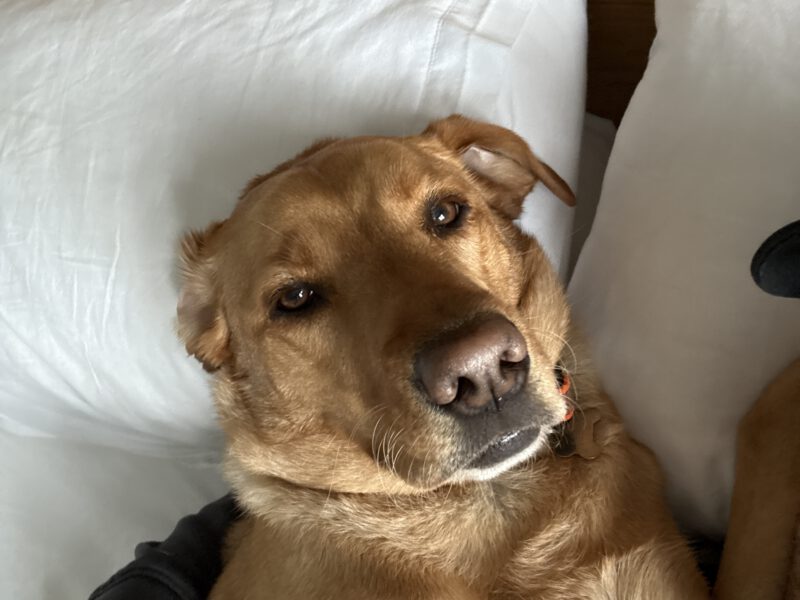 Labrador looking directly at the camera, lying with his head on a pillow. His face is being pulled backwards by gravity.