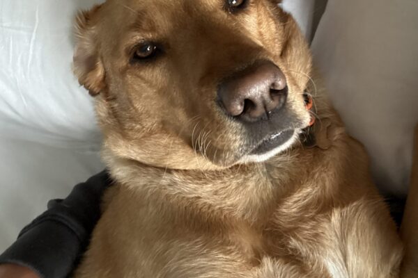 Labrador looking directly at the camera, lying with his head on a pillow. His face is being pulled backwards by gravity.