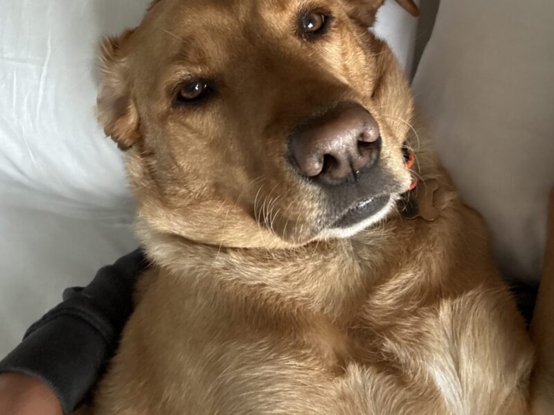 Labrador looking directly at the camera, lying with his head on a pillow. His face is being pulled backwards by gravity.